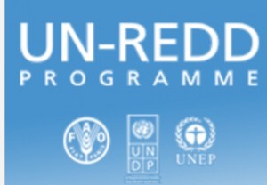 Logo of UN-REDD
